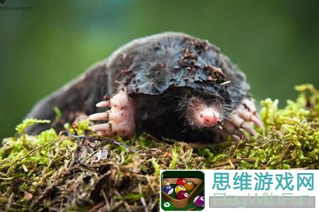 鼹鼠同行森林之家小动物大揭秘！速来认领你的专属宝子！