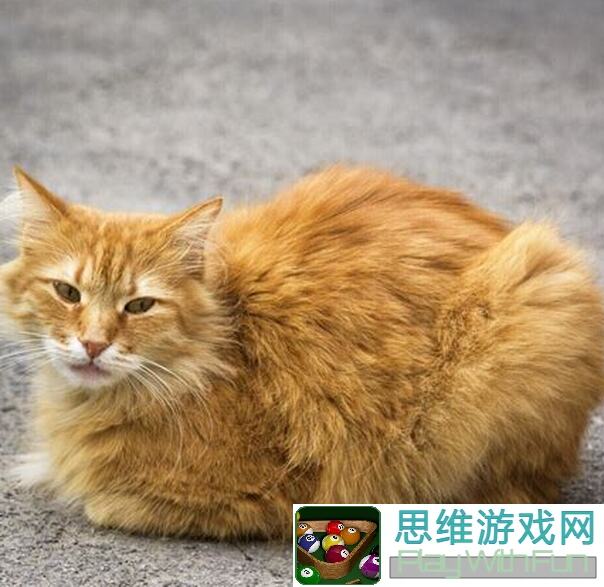 猫旅馆物语红小豆二次联名攻略指南：轻松通关技巧大揭秘！