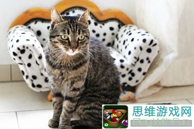 猫之城小音秒懂攻略！涂鸦评级刷取一图流，轻松提升战力！