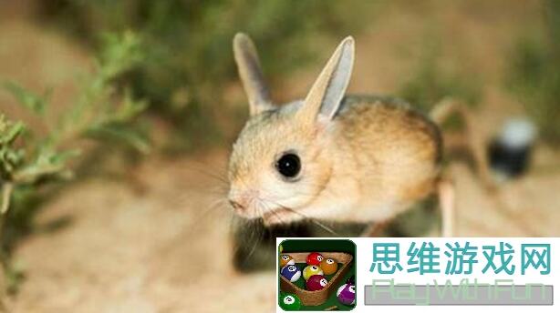 雷索纳斯达斯廷评测全解析！多萝西搭配攻略，带你轻松通关无压力！