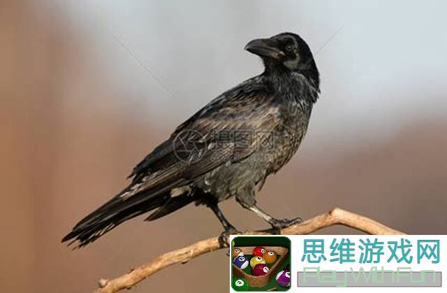 乌鸦之霜新手入门指南：14图野怪分布全解析！